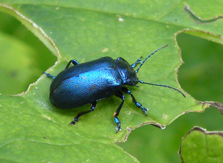 Chrysomelidae dal Trentino
